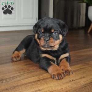 Bear, Rottweiler Puppy